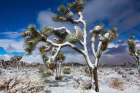 Winter storm-Joshua Tree National Park-California Art Print